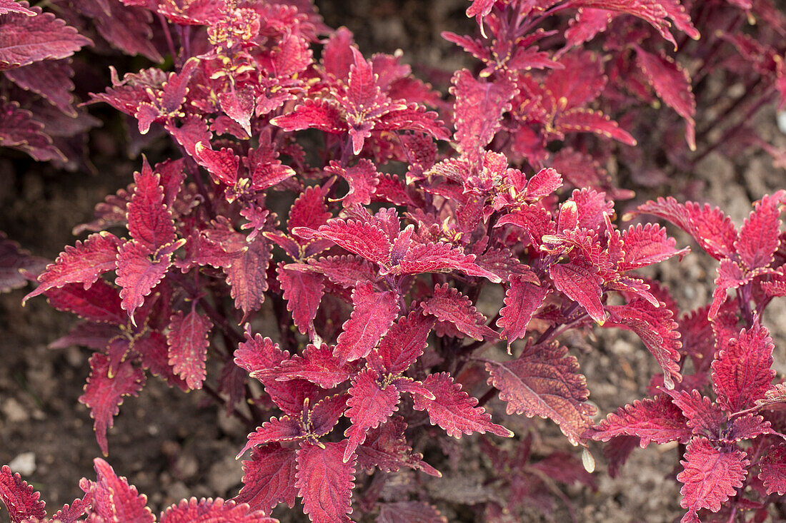 Coleus 'Pineapplette Red'