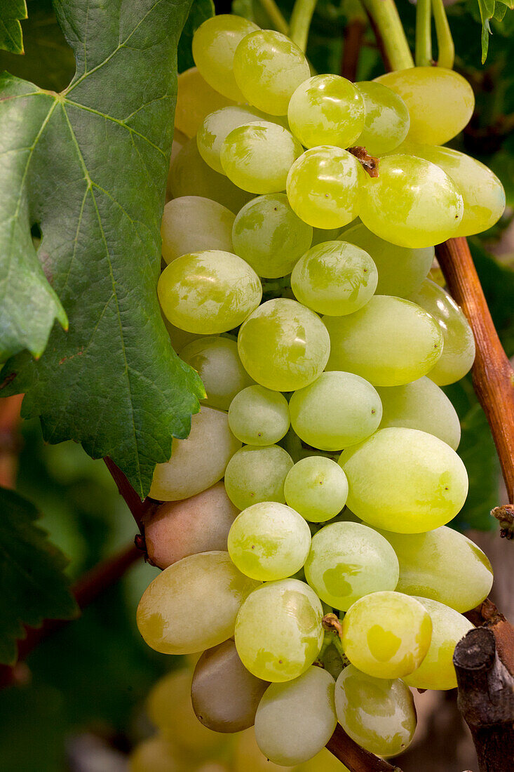 Vitis vinifera