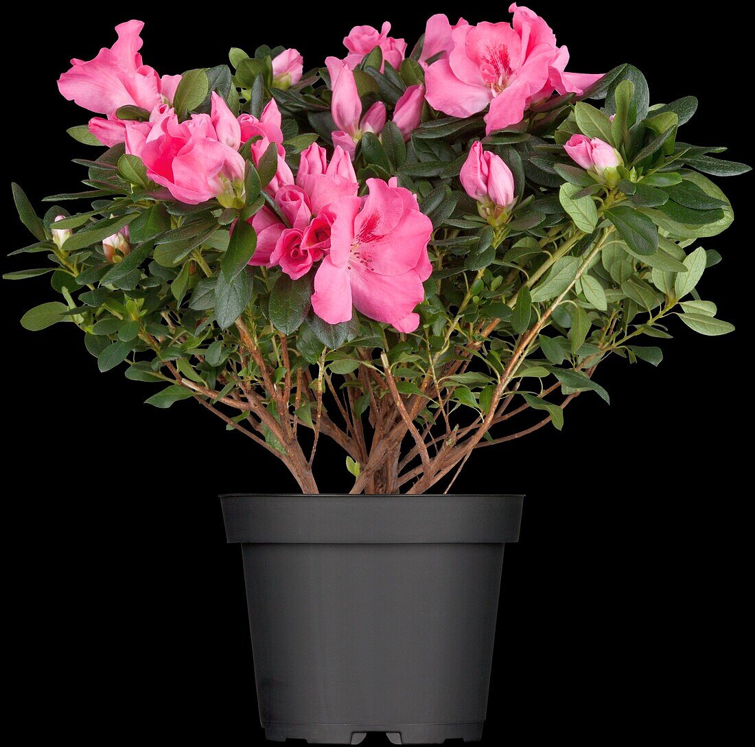 Rhododendron simsii, pink