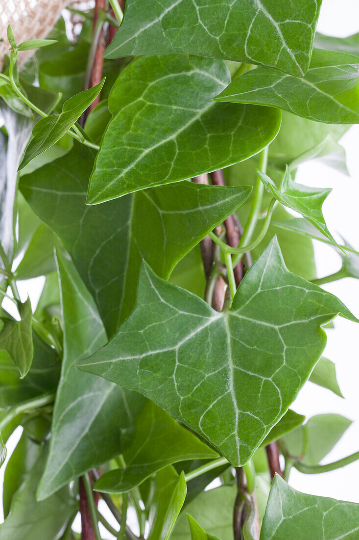 Senecio macroglossus