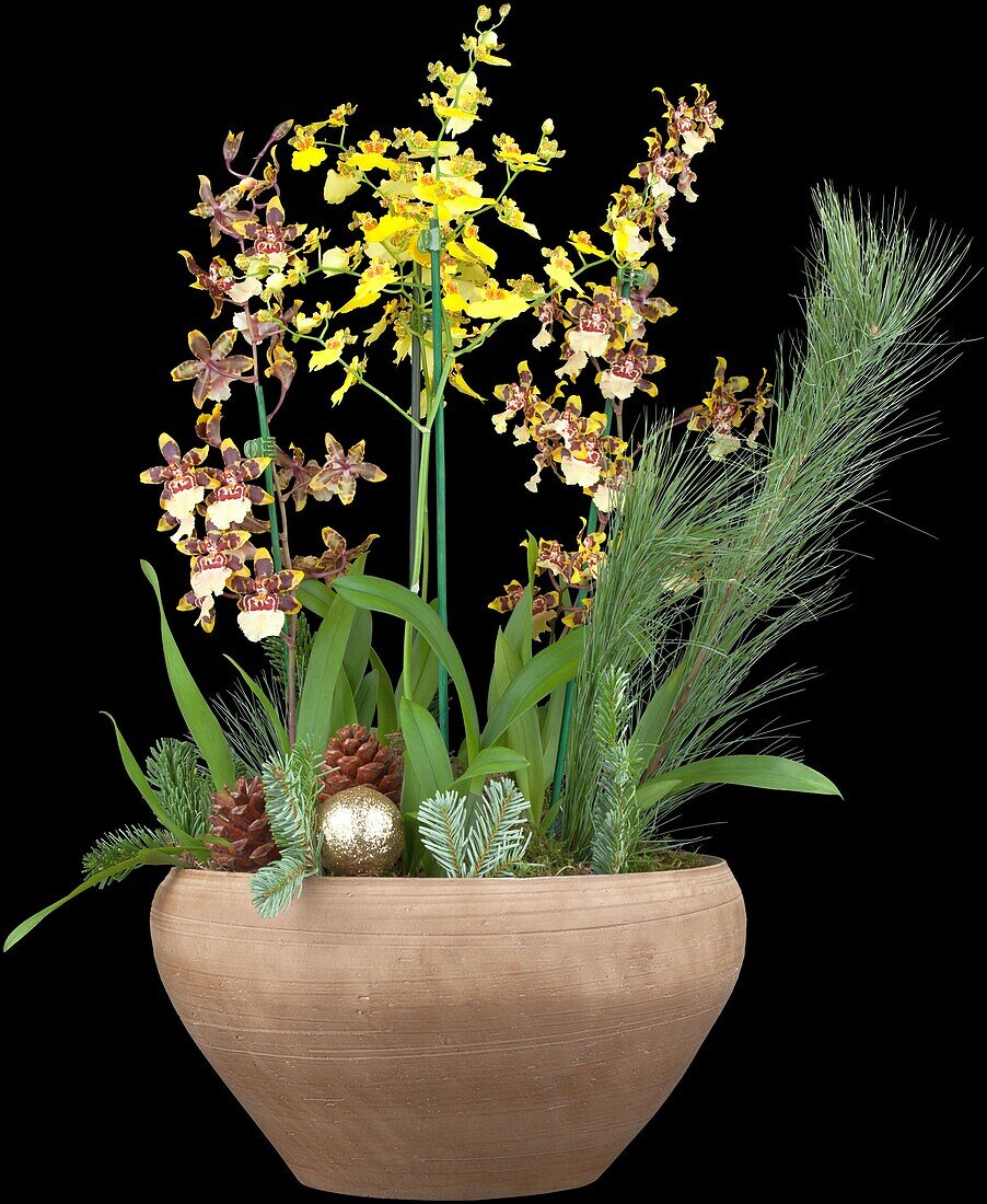 Oncidium