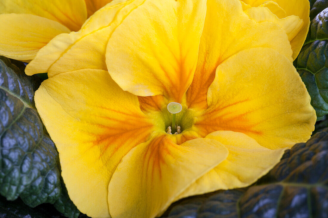 Primula vulgaris