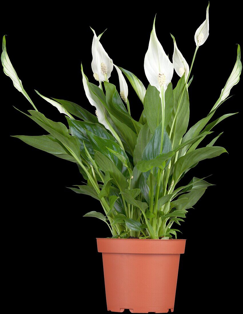 Spathiphyllum wallisii 'Bellini'