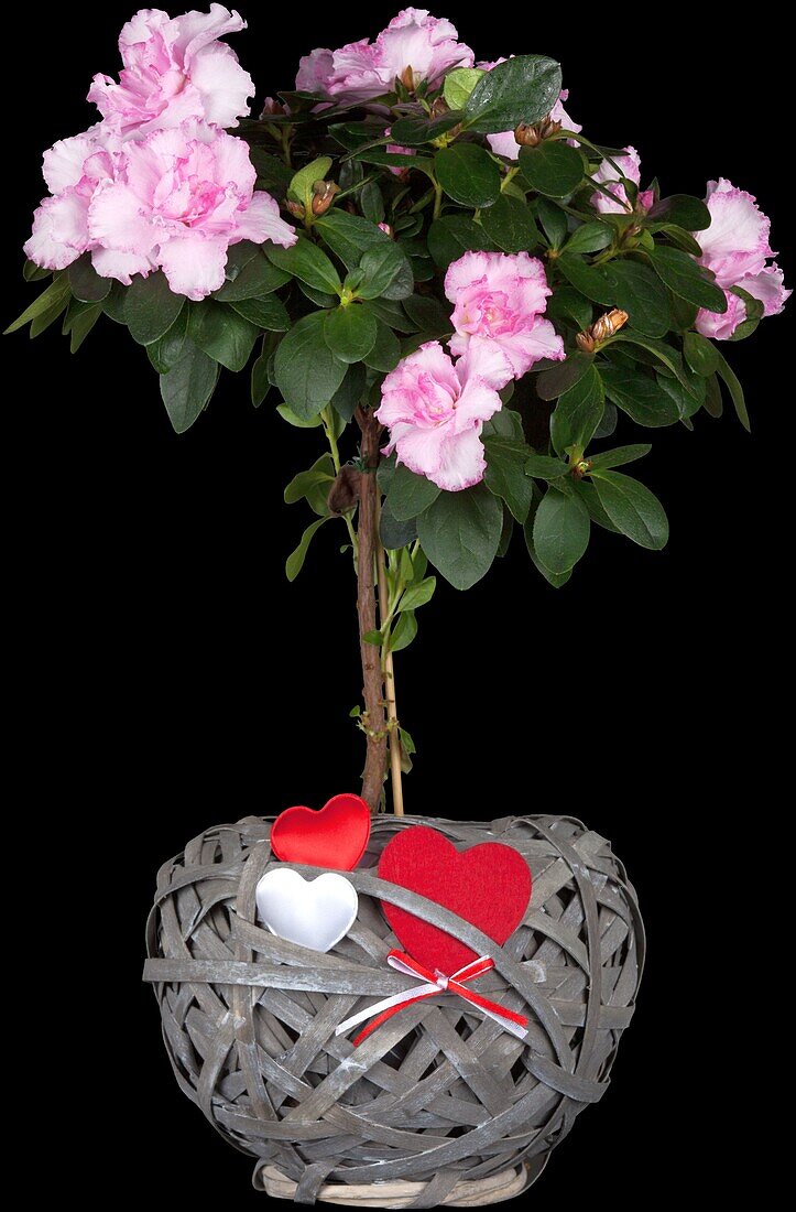 Rhododendron simsii, Stamm
