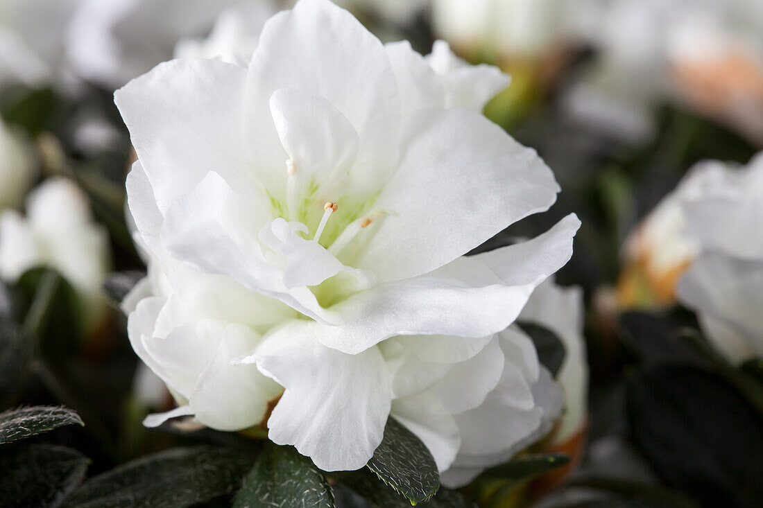 Rhododendron simsii, white