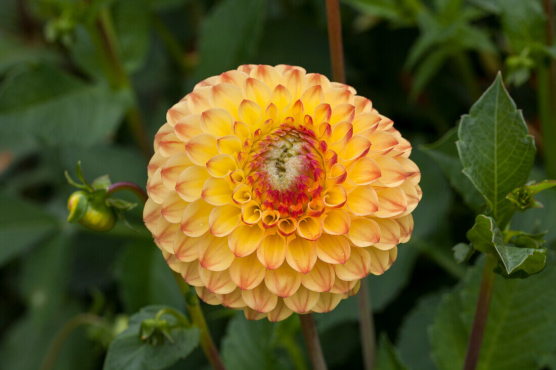 Dahlia 'Sunny Boy'