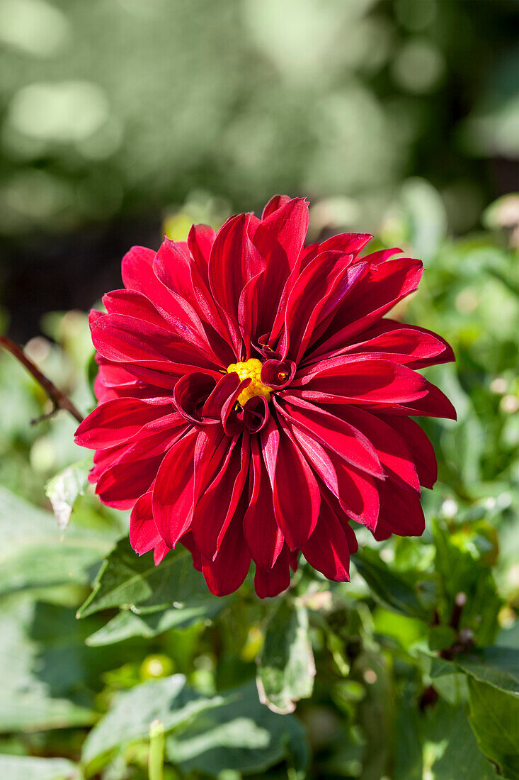 Dahlia 'Maroen