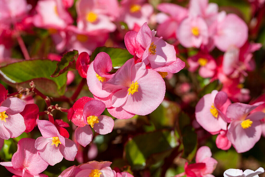 Begonia x benariensis 'BIG'®