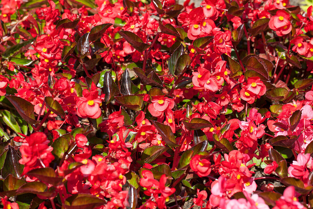 Begonia x benariensis 'BIG'®