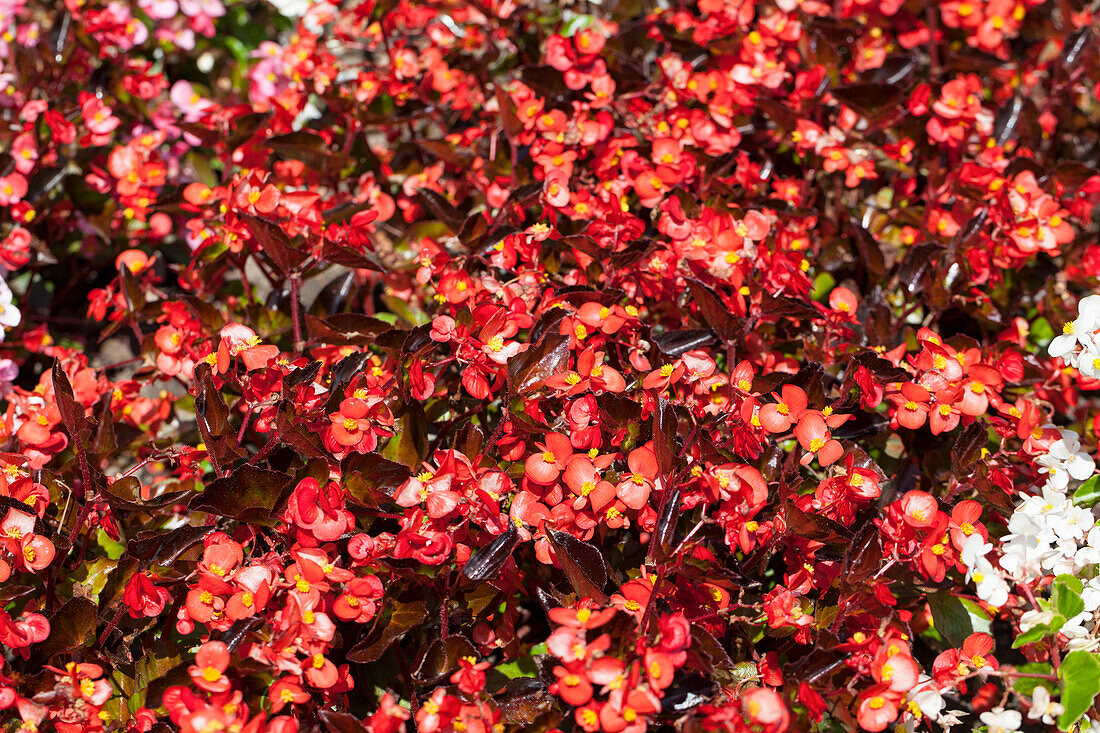 Begonia semperflorens 'Stara' F1, rot