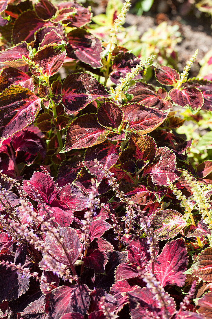 Plectranthus scutellarioides 