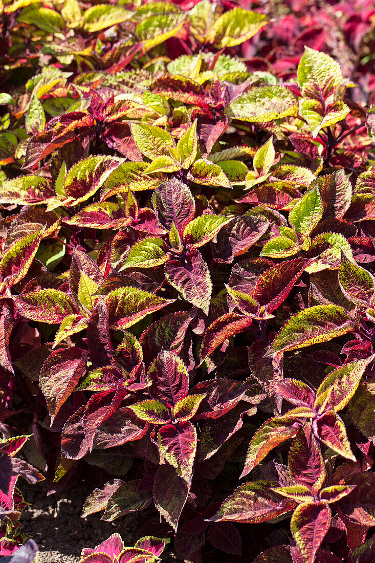 Plectranthus scutellarioides 'Versa Burgundy-Green'