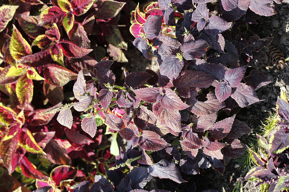 Plectranthus scutellarioides Prem. Sun Chocolat Covrd Cherry/Dark