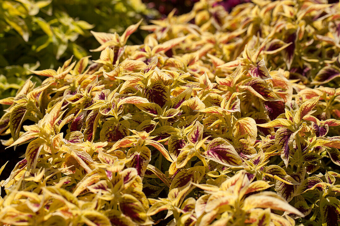 Plectranthus scutellarioides 'Premium Sun Crimson Gold'