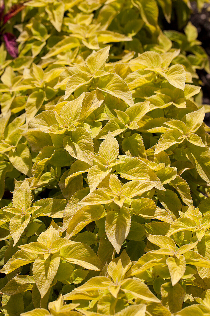 Plectranthus scutellarioides Sun Rose to Lime