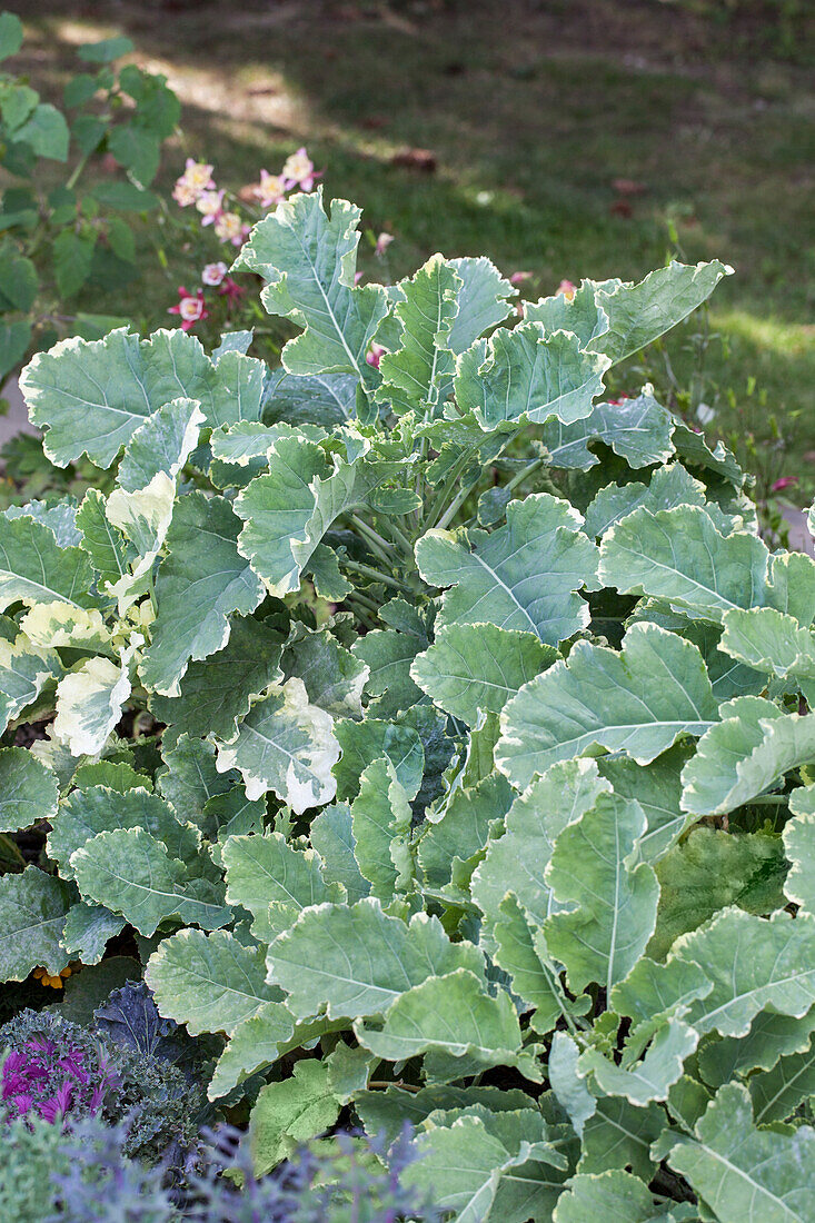 Brassica oleracea 'Popof Variegata'