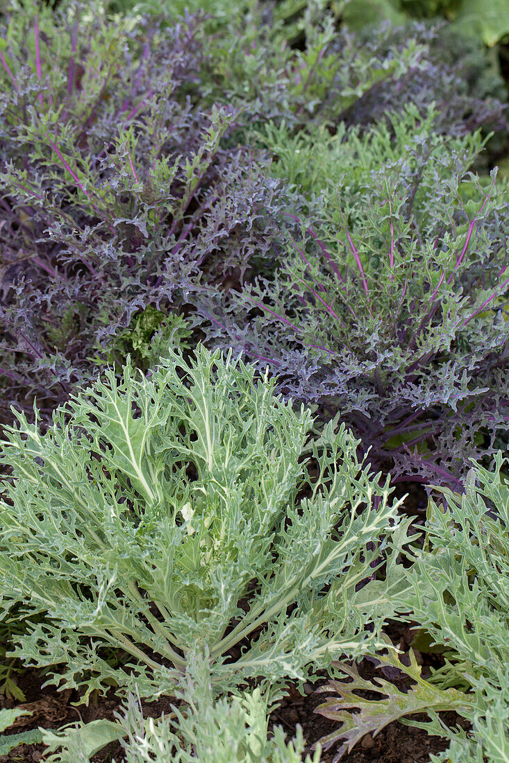 Brassica oleracea var. acephala