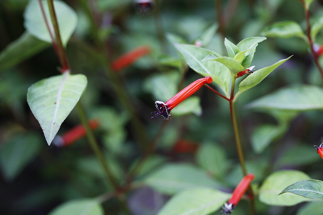 Cuphea ignea cigarette flower Dynamite