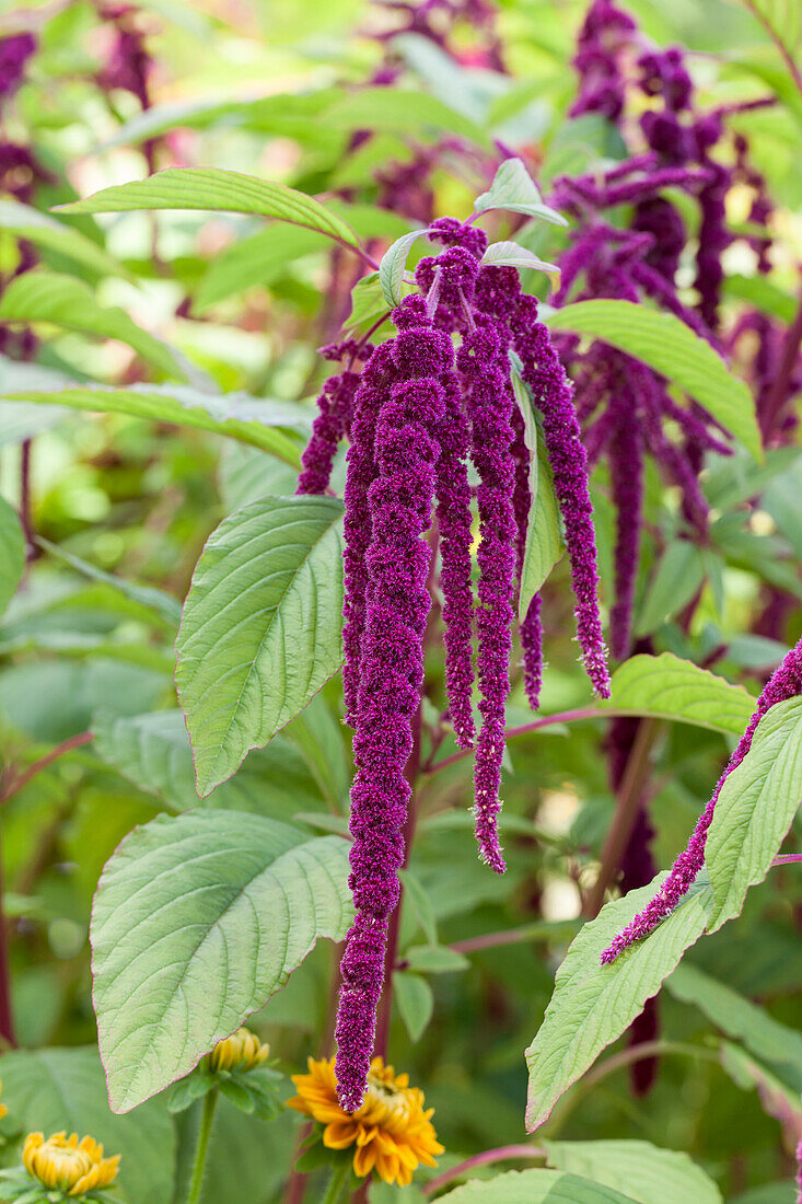 Amaranthus caudatus, red