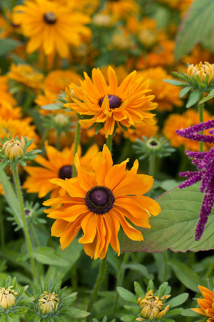 Echinacea purpurea 'Marmelade'