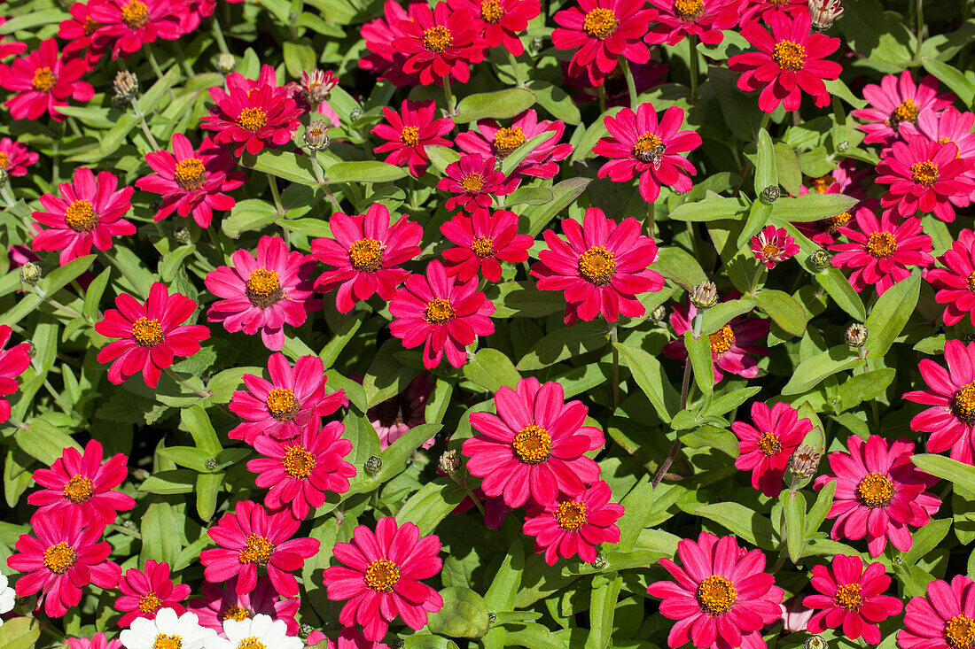 Zinnia haageana 'Profusion Cherry'