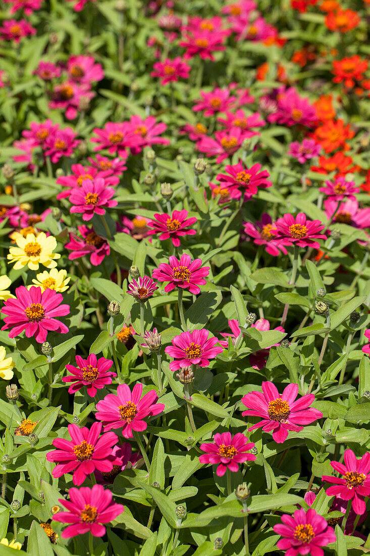 Zinnia 'Zahara XL Pink'