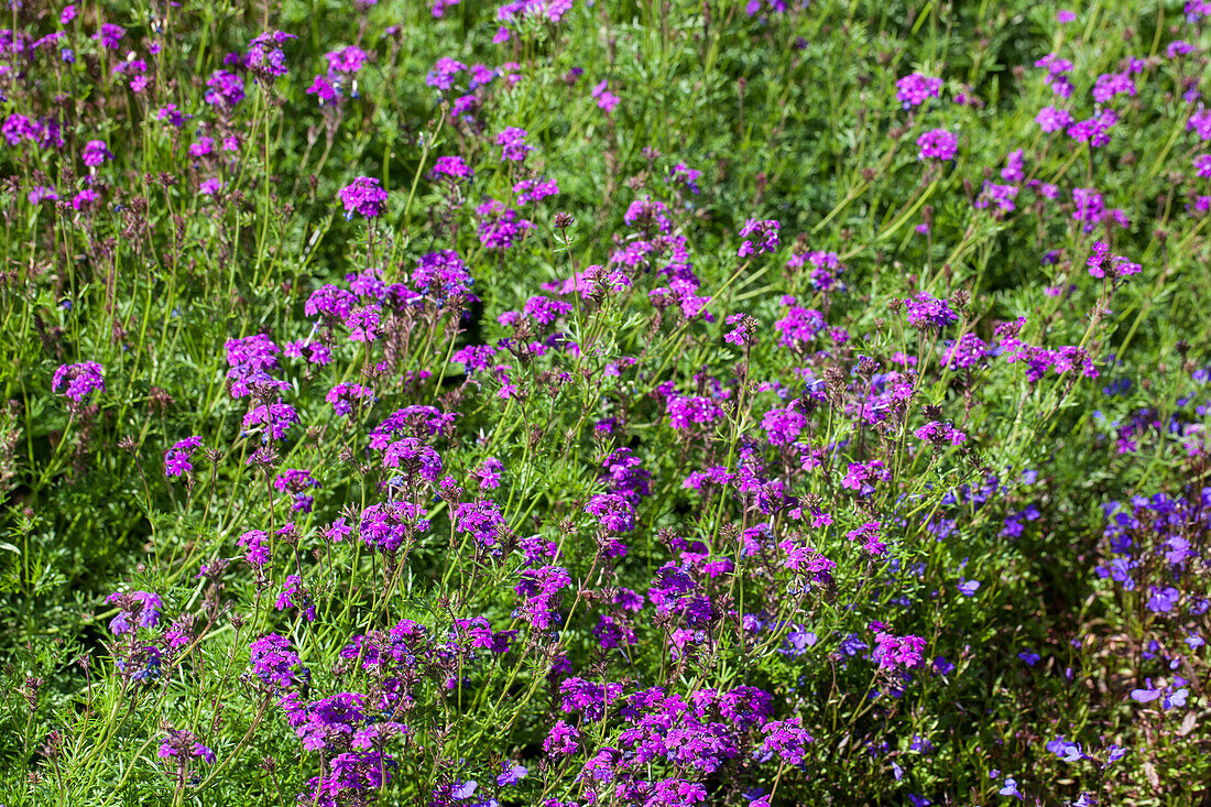 Verbena 'Imagination