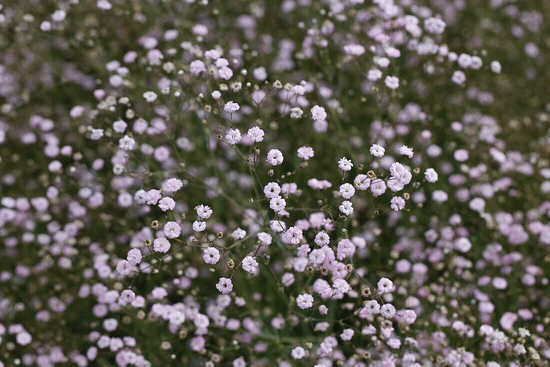 Gypsophila Paniculata Festival Pink Bild Kaufen 14027752