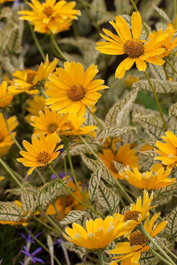 Heliopsis helianthoides 'Winter Sun