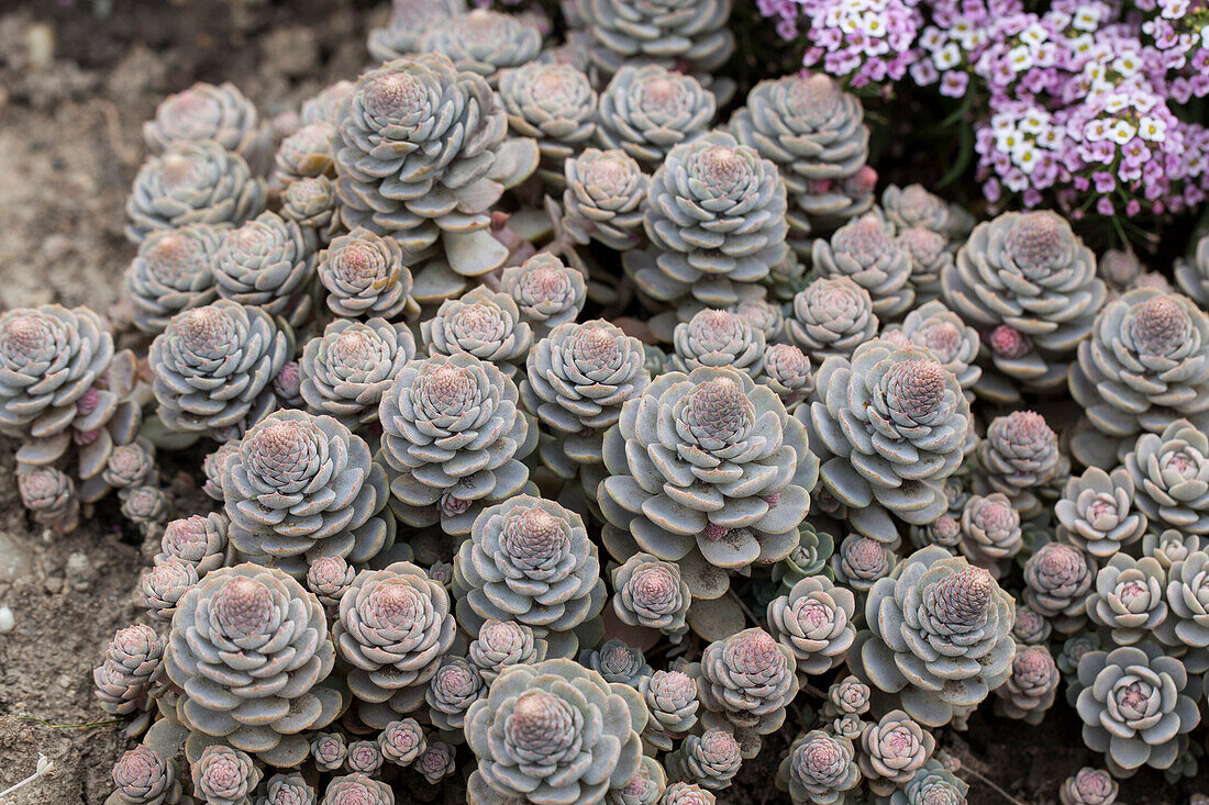 Orostachys malacophylla subsp. malacophylla var. iwarenge