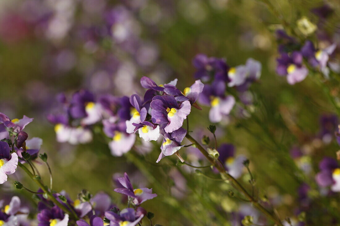 Nemesia hybr. Nesia Fantasy