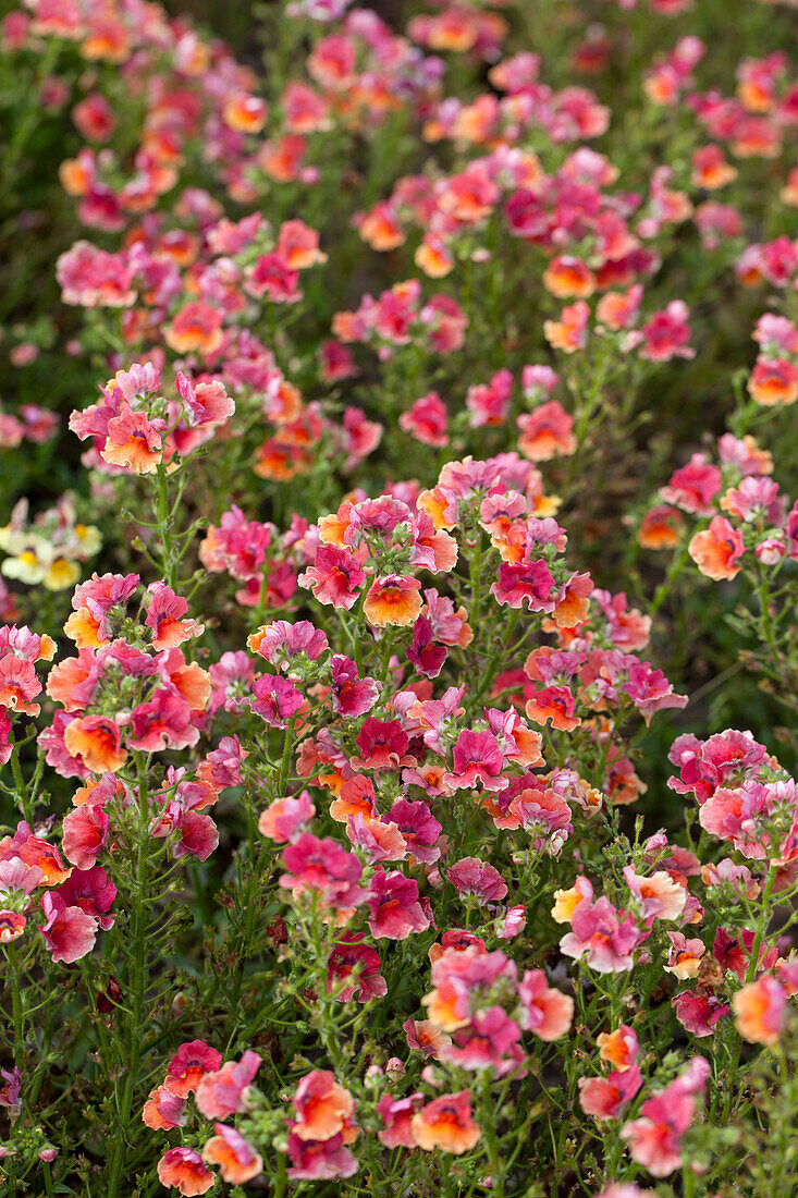 Nemesia fruticans 'Nesia™ Tropical' 