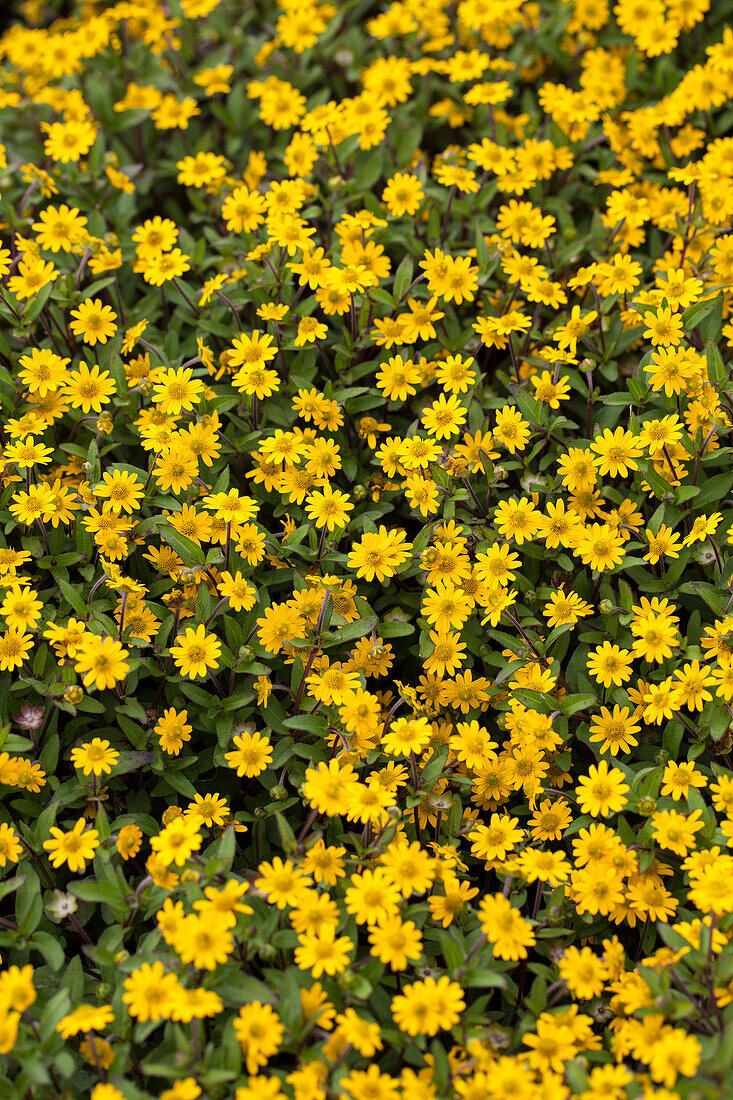 Sanvitalia procumbens 'Talya Lime'