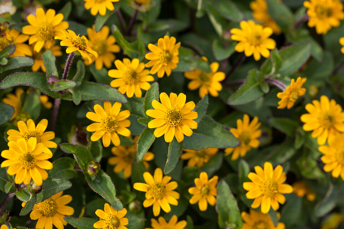 Sanvitalia procumbens 'Baby Suns'