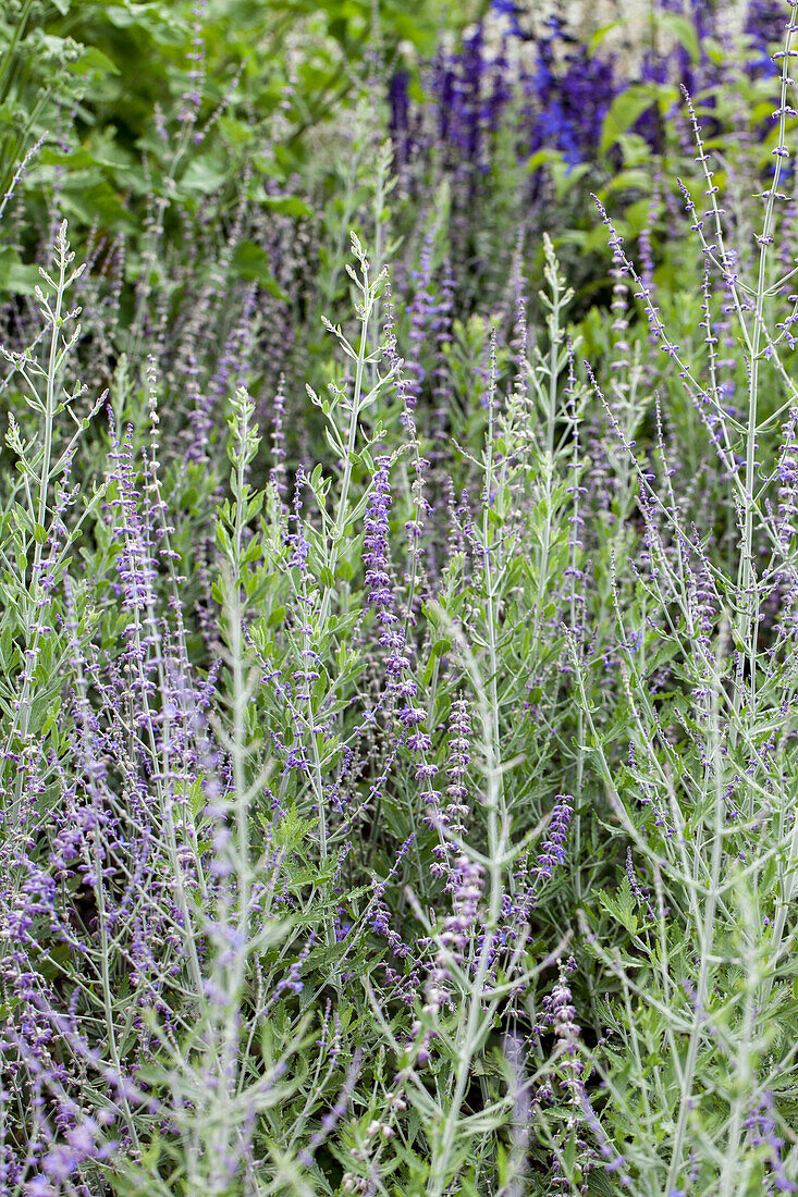 Perovskia atriplicifolia 'Longin'