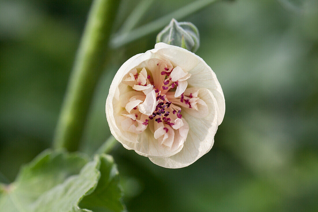 Alcea suffrutescens 'Parkallee'