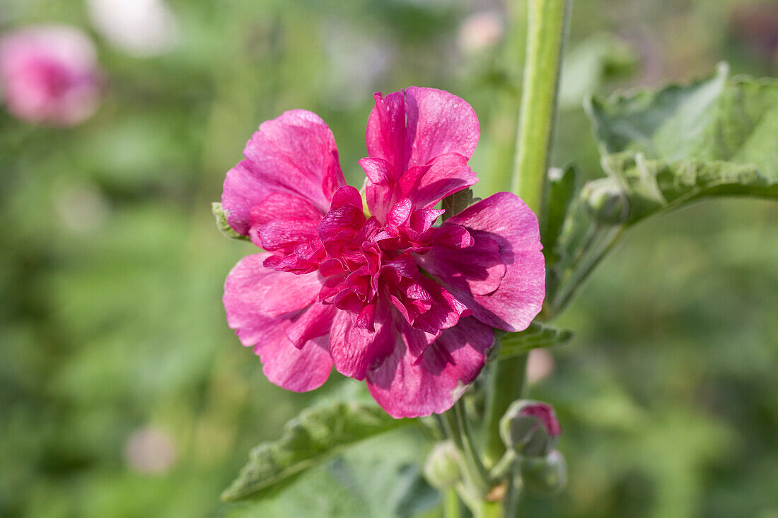 Alcea 'Poetry'