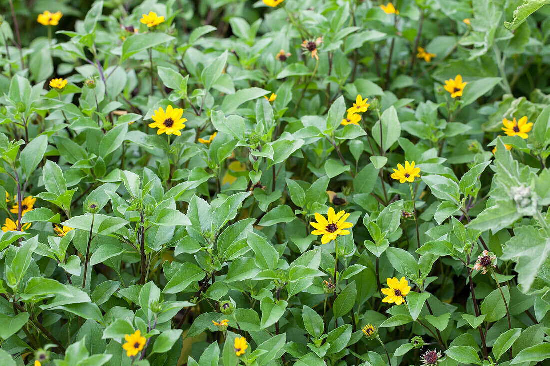 Helianthus 'Helisol'