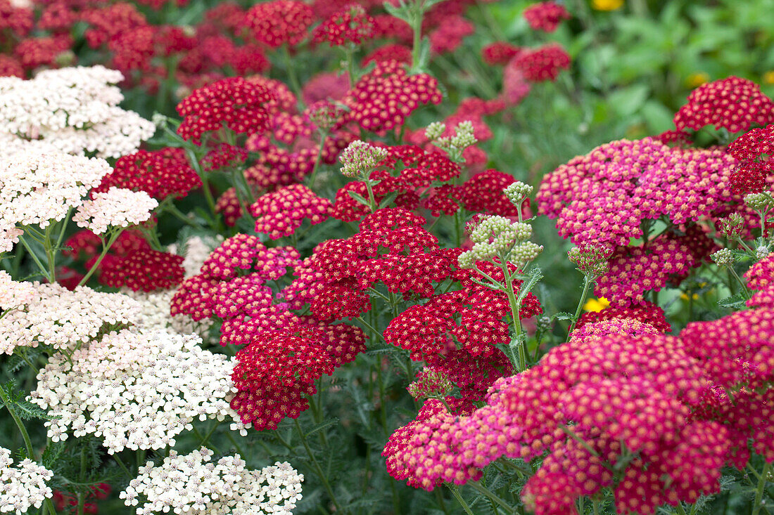 Achillea millefolium 'Red Velvet'