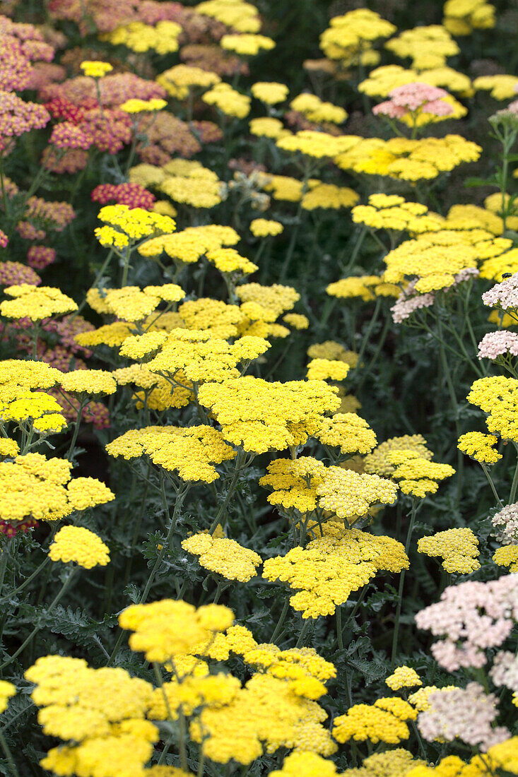 Achillea clypeolata 'Moonshine'