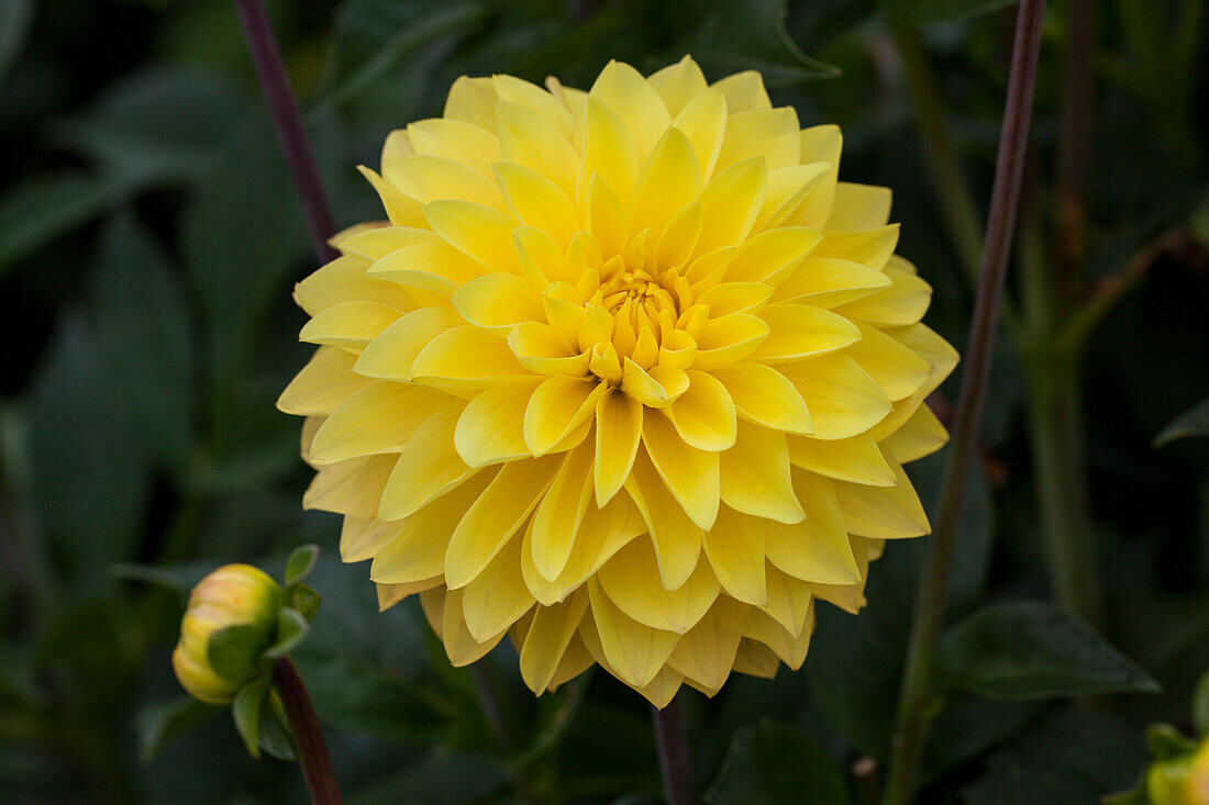 Dahlia 'American Sun'