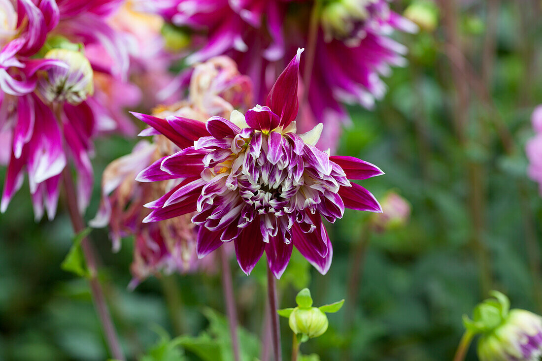 Dahlia 'Vancouver