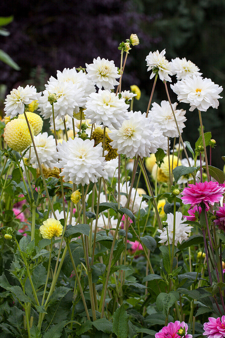 Dahlia 'White Ballet'