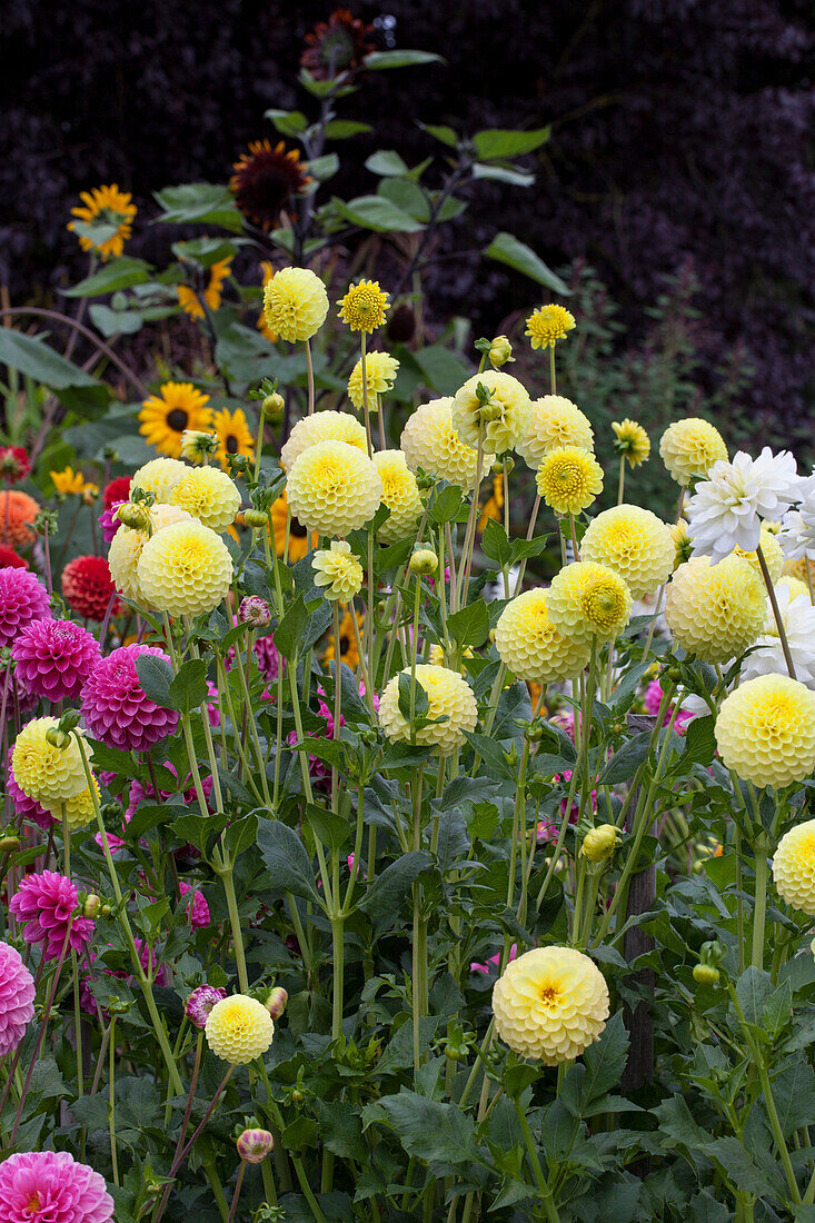 Dahlia Golden Torch