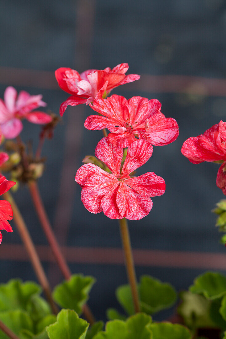 Pelargonium zonale 'Mosaic Red