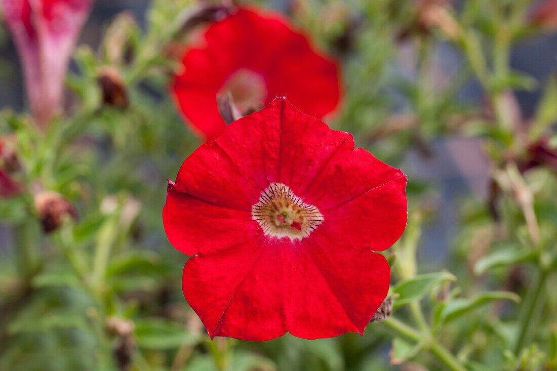 Petunia Cascadias Deep Red