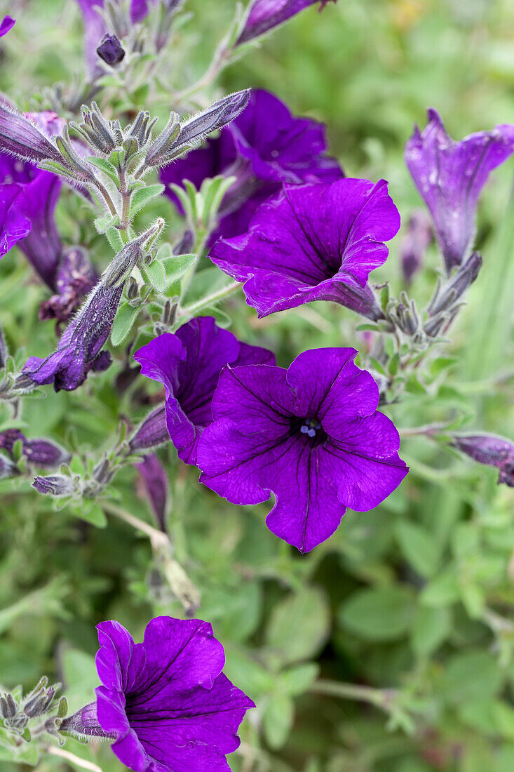 Petunia 'Cascadias Imperial Blue'