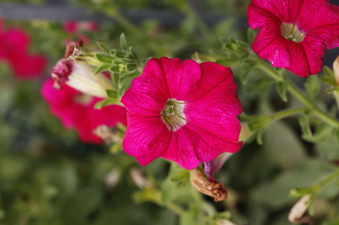 Petunia hybr. Cascadias Pink