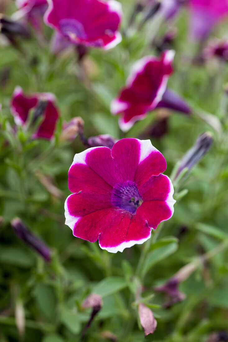 Petunia 'Cascadias Rim Chianti'