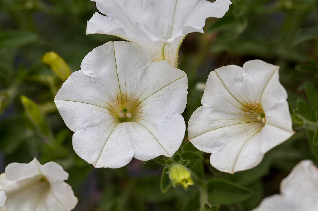 Petunia 'Cascadias White'